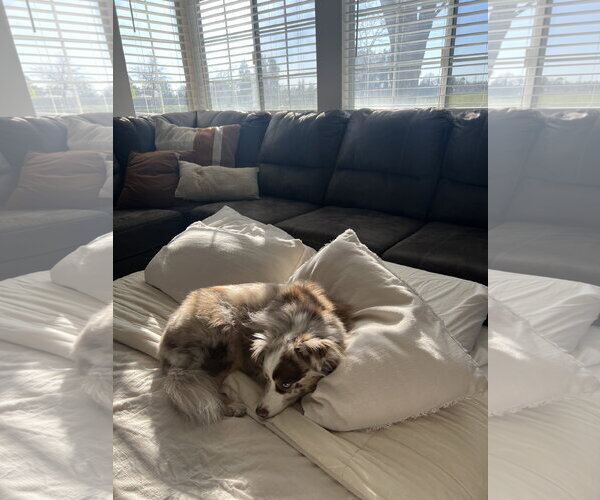 Medium Photo #4 Australian Shepherd-Unknown Mix Puppy For Sale in Dallas, TX, USA