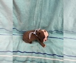 Small Photo #4 English Bulldog Puppy For Sale in DENVER CITY, TX, USA
