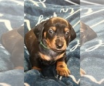 Puppy Green boy Dachshund