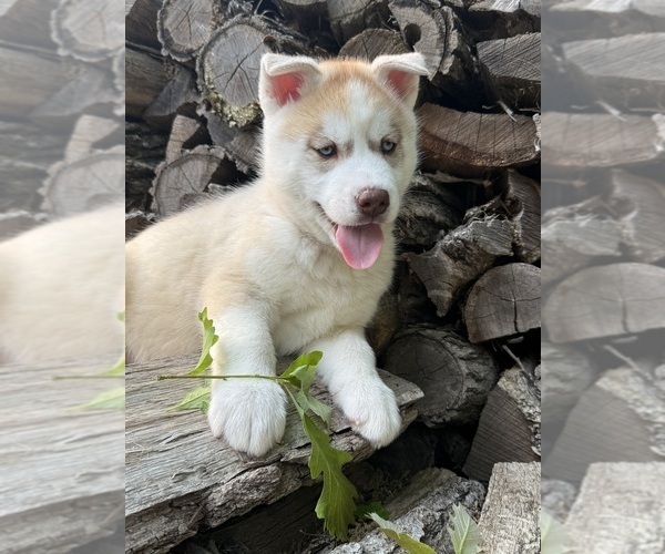 Medium Photo #4 Siberian Husky Puppy For Sale in STAPLES, MN, USA