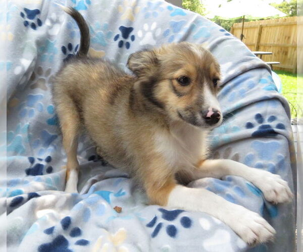 Medium Photo #4 Mutt Puppy For Sale in Grovertown, IN, USA