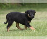 Small #2 Borador