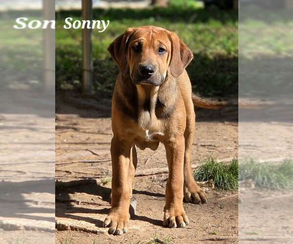 Medium Photo #2 Coonhound-Unknown Mix Puppy For Sale in Canton, CT, USA