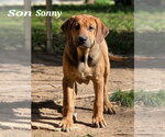 Small #1 Coonhound Mix