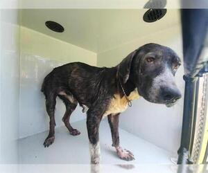 Labrador Retriever-Staffordshire Bull Terrier Mix Dogs for adoption in Houston, TX, USA