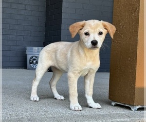 Labrador Retriever Puppy for sale in FRANKLIN, IN, USA