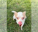 Small #1 Chihuahua Mix