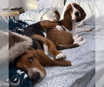 Small #1 Basset Hound
