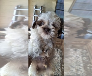 Shih Tzu Puppy for sale in LAKELAND, FL, USA