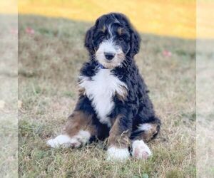 Bernedoodle Puppy for sale in SPRING HILL, KS, USA