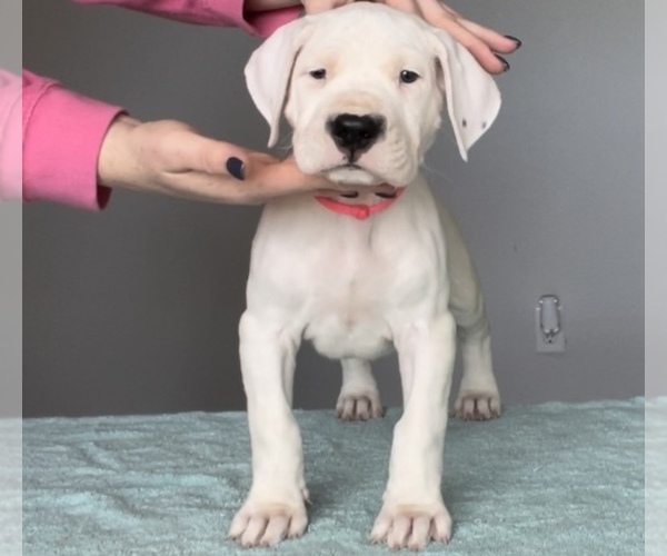 Medium Photo #1 Dogo Argentino Puppy For Sale in HAINES CITY, FL, USA