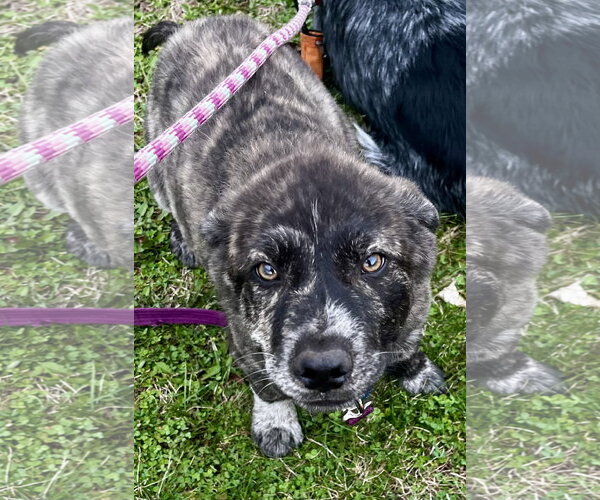 Medium Photo #5 Great Pyrenees-Unknown Mix Puppy For Sale in Brooklyn Center, MN, USA