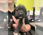 Small Mutt