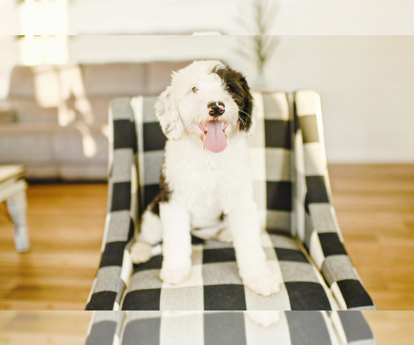 Medium Photo #1 Poodle (Miniature)-Sheepadoodle Mix Puppy For Sale in RUSSELLVILLE, AR, USA