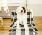 Small Photo #1 Poodle (Miniature)-Sheepadoodle Mix Puppy For Sale in RUSSELLVILLE, AR, USA