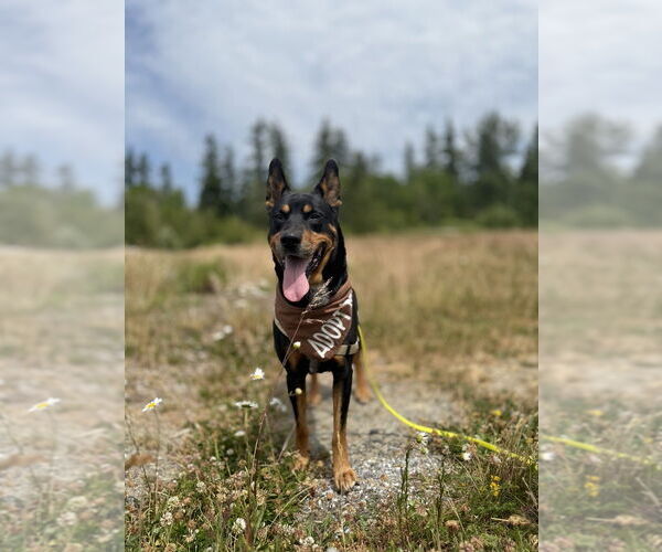 Medium Photo #1 Mutt Puppy For Sale in Bellingham, WA, USA
