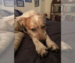 Small #1 Mutt