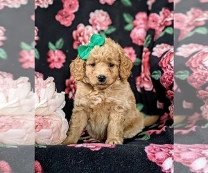 Goldendoodle (Miniature) Puppy for sale in RISING SUN, MD, USA