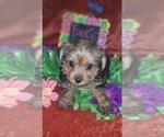 Small Photo #38 Yorkshire Terrier Puppy For Sale in AKRON, OH, USA