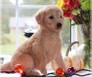 Goldendoodle Puppy for sale in FAIR GROVE, MO, USA