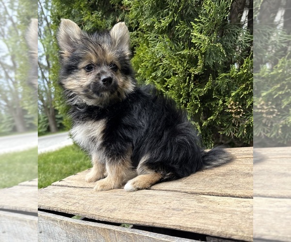 Medium Photo #2 Yoranian Puppy For Sale in MIDDLEBURY, IN, USA