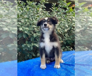 Australian Shepherd Puppy for sale in LAKELAND, FL, USA