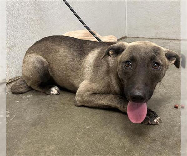 Medium Photo #1 Black Mouth Cur-German Shepherd Dog Mix Puppy For Sale in Rosenberg, TX, USA