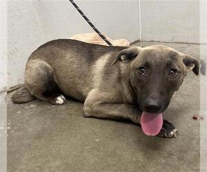 Black Mouth Cur-German Shepherd Dog Mix Dogs for adoption in Rosenberg, TX, USA