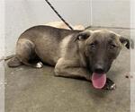 Small Black Mouth Cur-German Shepherd Dog Mix