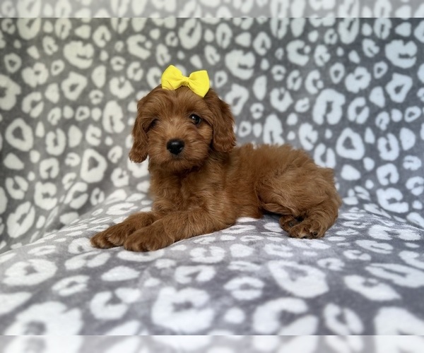 Medium Photo #3 Cavapoo (Miniature) Puppy For Sale in LAKELAND, FL, USA