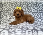 Small #2 Cavapoo (Miniature)