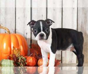 Boston Terrier Puppy for sale in MOUNT VERNON, OH, USA
