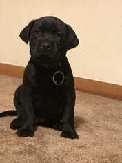 Mastador Puppy for sale in SAINT CHARLES, IL, USA