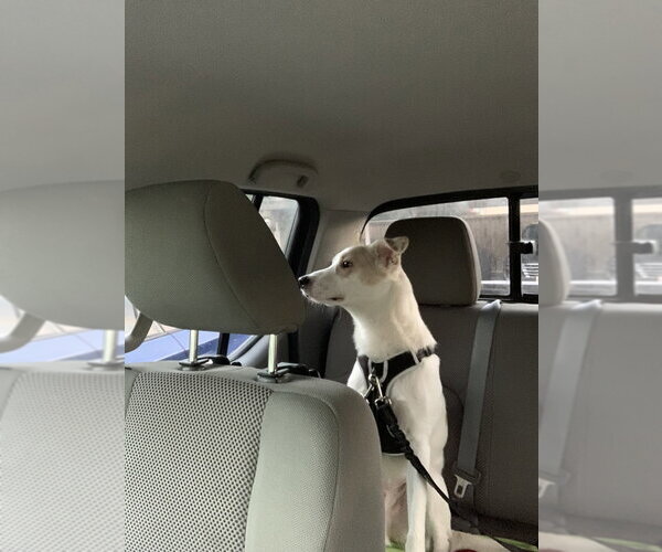 Medium Photo #4 Mutt Puppy For Sale in Dana Point, CA, USA