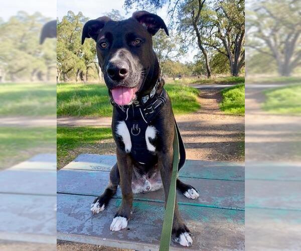 Medium Photo #2 Mutt Puppy For Sale in Sacramento, CA, USA