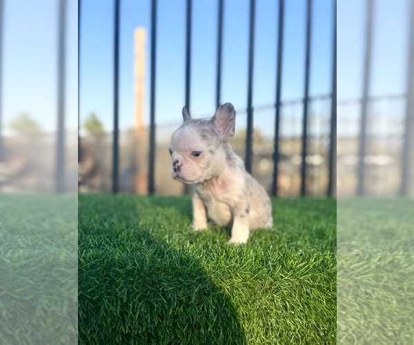 Medium Photo #2 French Bulldog Puppy For Sale in BEVERLY HILLS, CA, USA