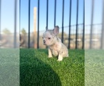 Small #1 French Bulldog