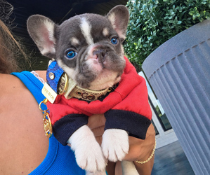 French Bulldog Puppy for Sale in KANSAS CITY, Kansas USA