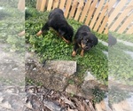 Small #2 Rottweiler