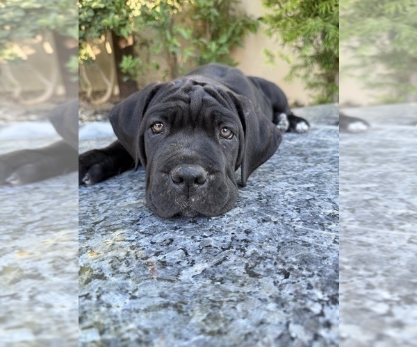 Medium Photo #3 Cane Corso Puppy For Sale in WOODLAND HILLS, CA, USA