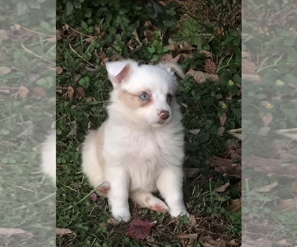 Medium Photo #1 Miniature Australian Shepherd Puppy For Sale in BOWLING GREEN, KY, USA