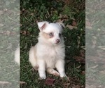 Small Photo #1 Miniature Australian Shepherd Puppy For Sale in BOWLING GREEN, KY, USA