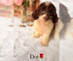 Small #6 Cockapoo
