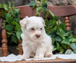 Small Photo #36 Havanese Puppy For Sale in GOSHEN, IN, USA