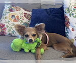 Small Photo #2 Chihuahua Puppy For Sale in Allentown,, PA, USA