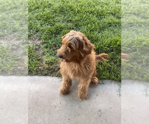 Golden Mountain Doodle Puppy for sale in CYPRESS, CA, USA