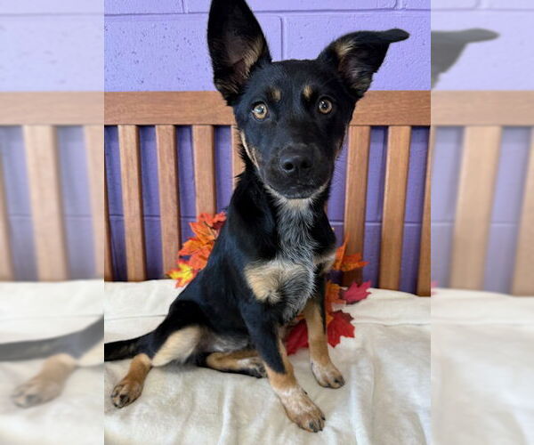 Medium Photo #2 Mutt Puppy For Sale in Genesee, WI, USA