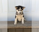 Small Photo #9 Siberian Husky Puppy For Sale in TONOPAH, NV, USA