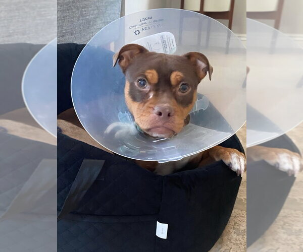 Medium Photo #10 American Staffordshire Terrier-Chihuahua Mix Puppy For Sale in Lake Forest, CA, USA