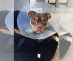 Small #9 American Staffordshire Terrier-Chihuahua Mix